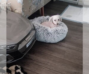 Poodle (Miniature)-Unknown Mix Dogs for adoption in Apple Valley, CA, USA