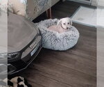 Stacy - Female Poodle (Miniature)-Unknown Mix Dog for Adoption - Small photo