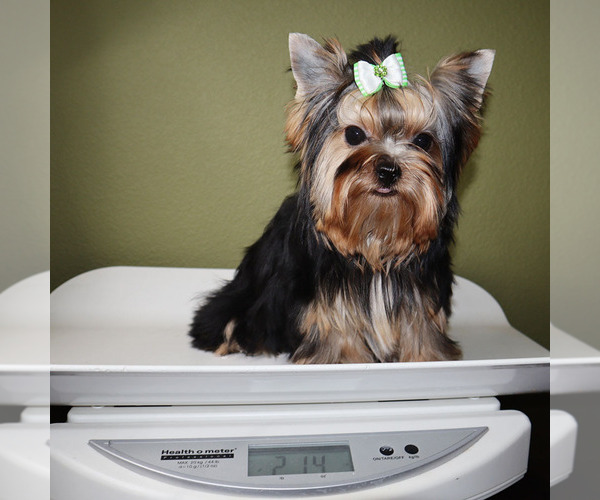 Medium Photo #5 Yorkshire Terrier Puppy For Sale in LOS ANGELES, CA, USA