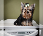 Small #4 Yorkshire Terrier