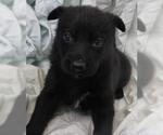 Small Labrador Retriever Mix