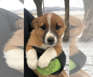 Texas Heeler Puppy for sale in SAINT PAUL, MN, USA
