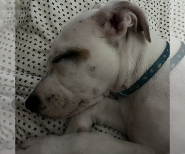 Medium Photo #19 Mutt Puppy For Sale in Brooklyn Center, MN, USA