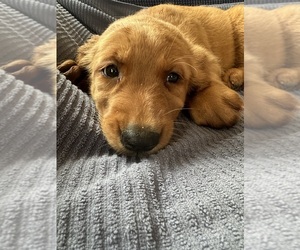 Golden Irish-Golden Retriever Mix Puppy for sale in SOUTH WATERFORD, ME, USA