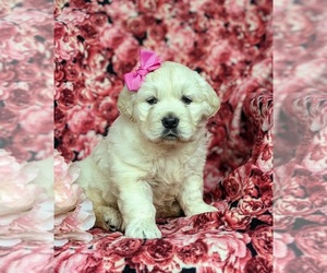 English Cream Golden Retriever Puppy for sale in ELKTON, MD, USA