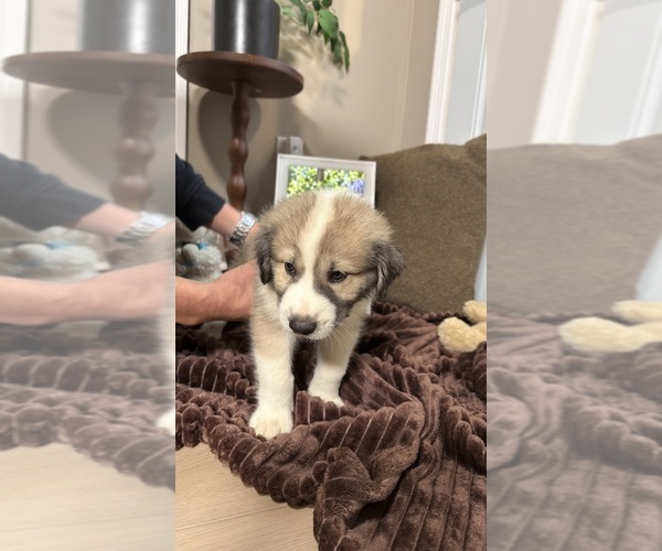 Medium Photo #70 Aussie Pyrenees Puppy For Sale in LEXINGTON, SC, USA