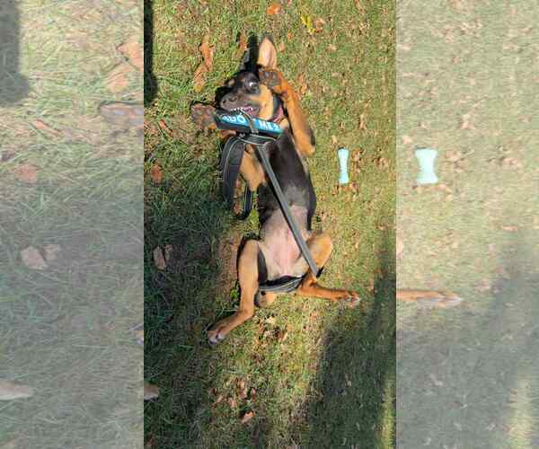 Medium Photo #7 German Shepherd Dog-Unknown Mix Puppy For Sale in Duluth, MN, USA
