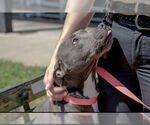 Small #3 American Pit Bull Terrier Mix