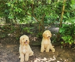 Small #1 Poodle (Miniature)