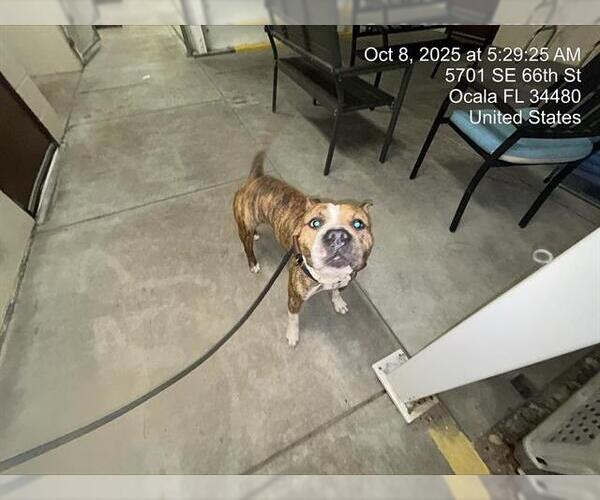 Medium Photo #2 American Pit Bull Terrier Puppy For Sale in Ocala, FL, USA