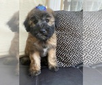 Small Photo #4 Soft Coated Wheaten Terrier Puppy For Sale in RICHMOND, IL, USA