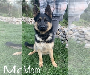 Mother of the German Shepherd Dog puppies born on 06/21/2022
