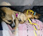 Small #11 Shepradors