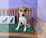 Small #1 Mutt