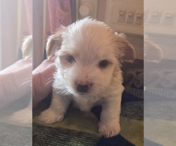 Medium Photo #10 Biewer Yorkie Puppy For Sale in MILWAUKIE, OR, USA