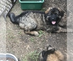 Small Photo #2 German Shepherd Dog Puppy For Sale in CHARLOTTESVILLE, VA, USA