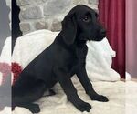 Small #1 Labradoodle