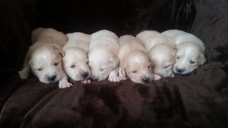 Golden Pyrenees Puppy for sale in BOLES, AR, USA