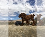 Small Photo #139 Rhodesian Ridgeback Puppy For Sale in MORONGO VALLEY, CA, USA