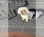 Small #3 Havanese