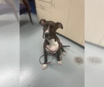 Small Mutt