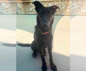 German Shepherd Dog-Unknown Mix Dogs for adoption in Sacramento, CA, USA
