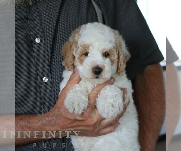 Medium Photo #5 Poodle (Miniature) Puppy For Sale in GORDONVILLE, PA, USA