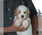 Small #4 Poodle (Miniature)