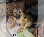 Small #8 Shepradors