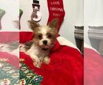 Small Photo #12 Yorkshire Terrier Puppy For Sale in SAINT CLOUD, FL, USA
