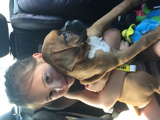 Boxer Puppy for sale in RIDGEWOOD, NJ, USA