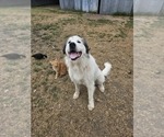 Small Photo #1 Great Pyrenees Puppy For Sale in WATTS, OK, USA