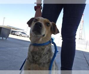 Australian Cattle Dog Dogs for adoption in Bakersfield, CA, USA