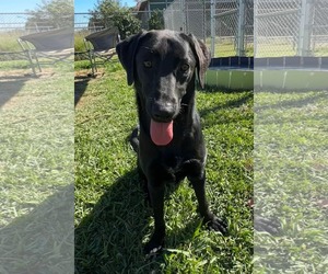 Labrador Retriever Dogs for adoption in San Diego, CA, USA