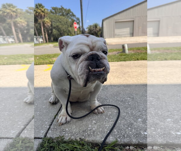 Medium Photo #3 Bulldog Puppy For Sale in Sanford, FL, USA