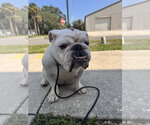 Small #2 Bulldog