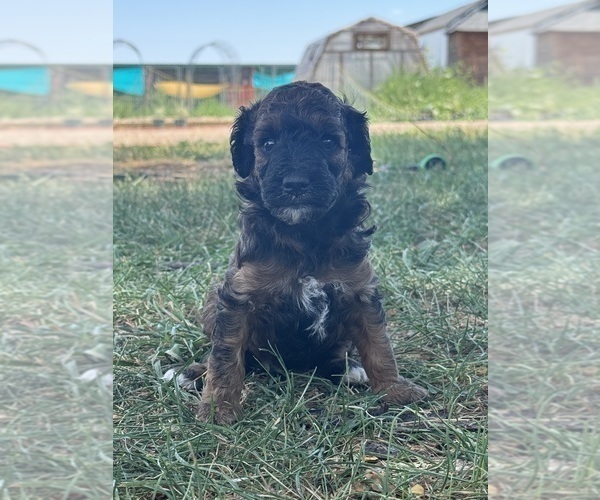 Medium Photo #8 Poodle (Miniature)-Poodle (Standard) Mix Puppy For Sale in LONGMONT, CO, USA