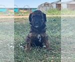 Small #7 Poodle (Miniature)-Poodle (Standard) Mix
