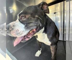 American Staffordshire Terrier-Unknown Mix Dogs for adoption in San Antonio, TX, USA