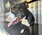 Small American Staffordshire Terrier Mix