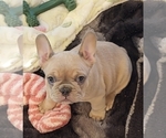 Puppy Caramels French Bulldog