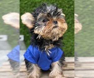 Morkie Puppy for sale in CORAL SPRINGS, FL, USA