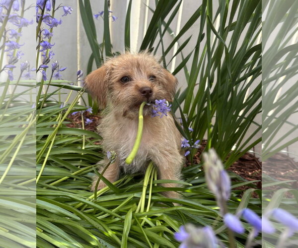 Medium Photo #1 Chihuahua-Unknown Mix Puppy For Sale in Bellevue, WA, USA