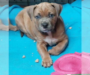 Mutt Dogs for adoption in Sanford, FL, USA