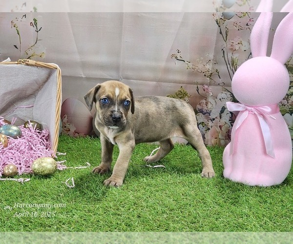 Medium Photo #5 Catahoula Leopard Dog Puppy For Sale in CUMBY, TX, USA