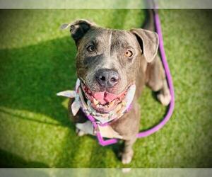 American Pit Bull Terrier Dogs for adoption in Orlando, FL, USA