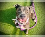 Small American Pit Bull Terrier