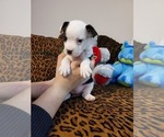 Small Photo #1 French Bulldog-Mini Australian Shepterrier Mix Puppy For Sale in JACKSONVILLE, FL, USA