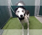 Small Siberian Husky