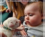 Small Photo #7 Dogo Argentino Puppy For Sale in JANE, MO, USA